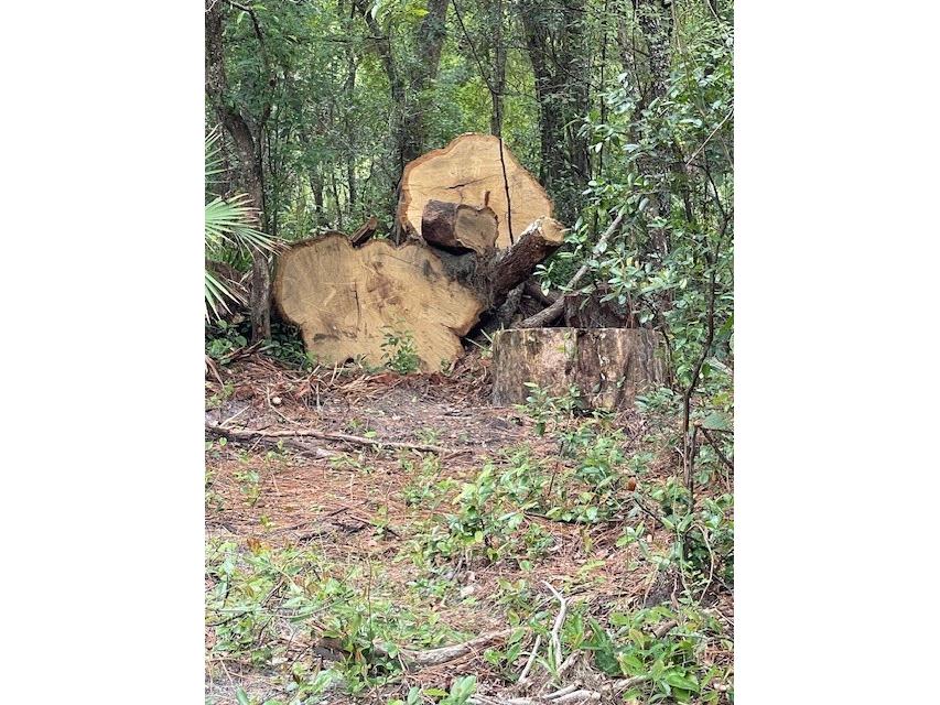 2850 Cleburne Road Orlando FL 32817 O6351333 image5