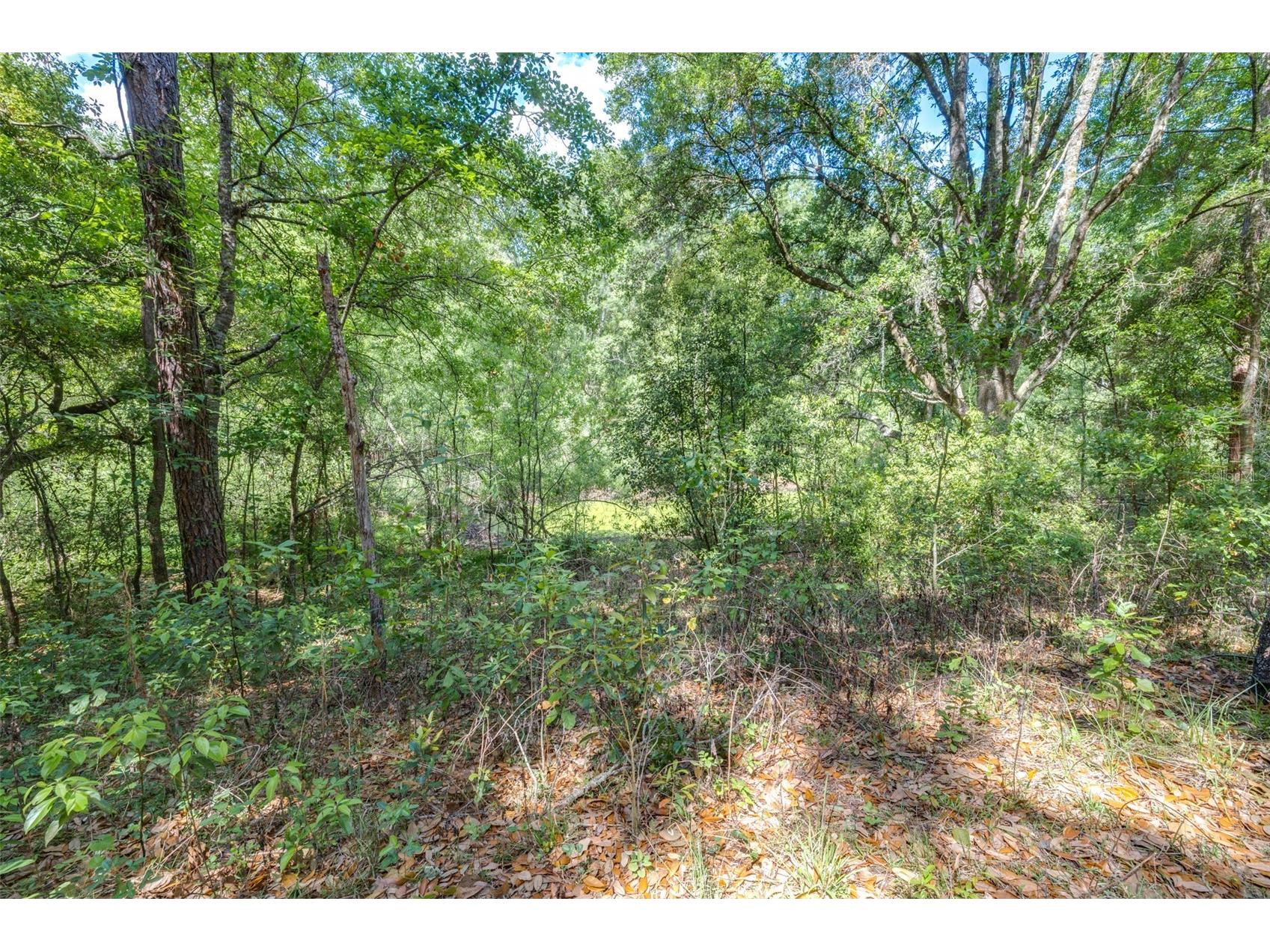 28616 Tupper Road Wesley Chapel FL 33545 TB8493943 image16