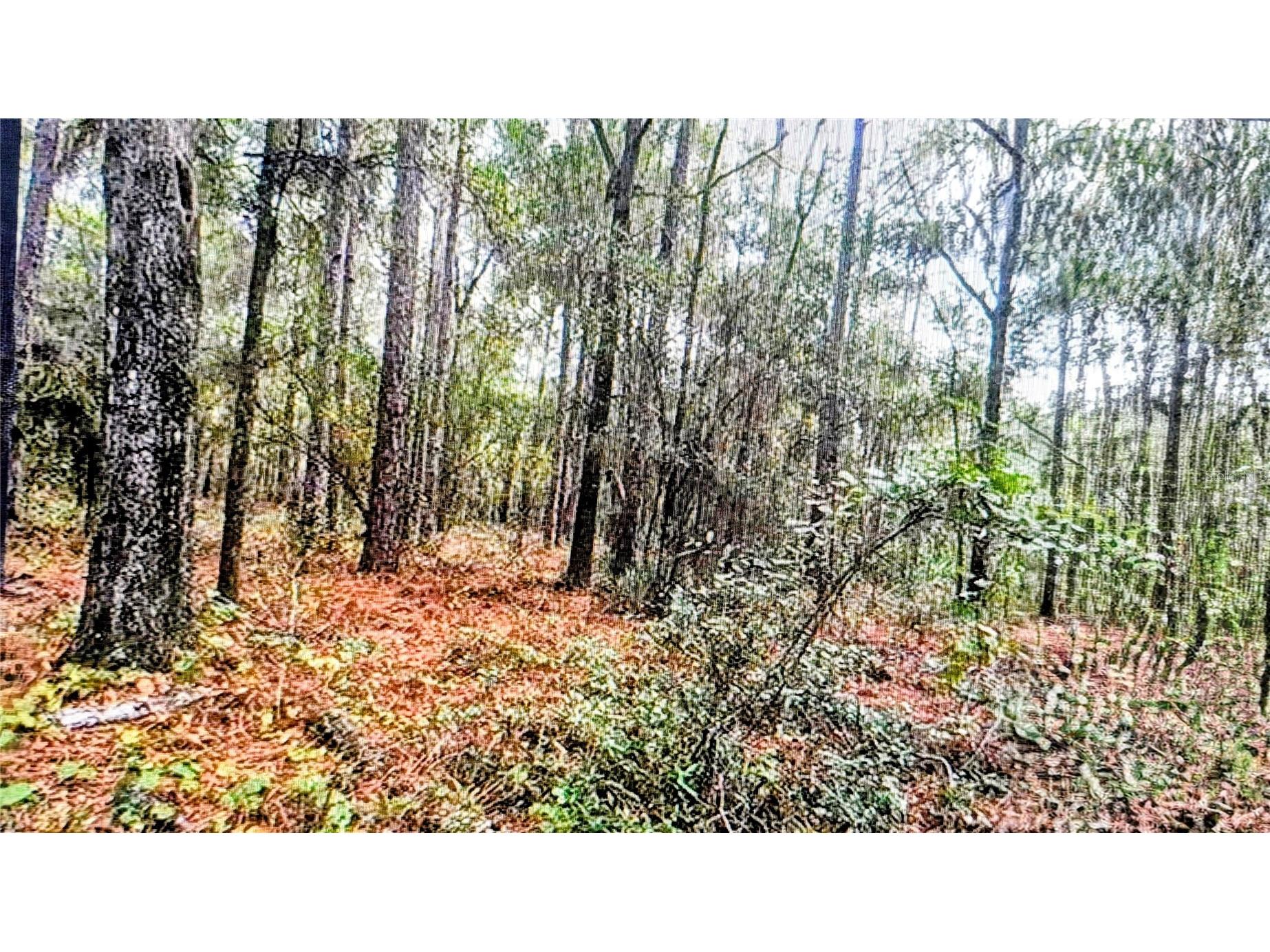 2871 W Sunkist Lane Dunnellon FL 34433 O6410735 image1