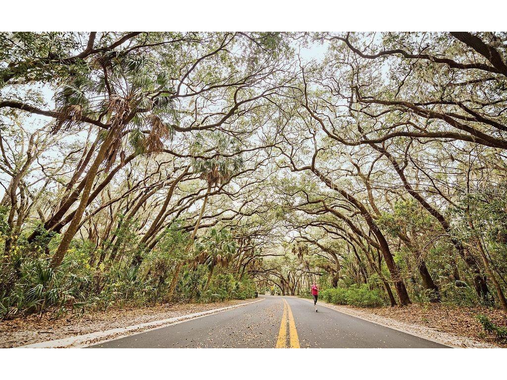 288 Salem Street Safety Harbor FL 34695 TB8486590 image25