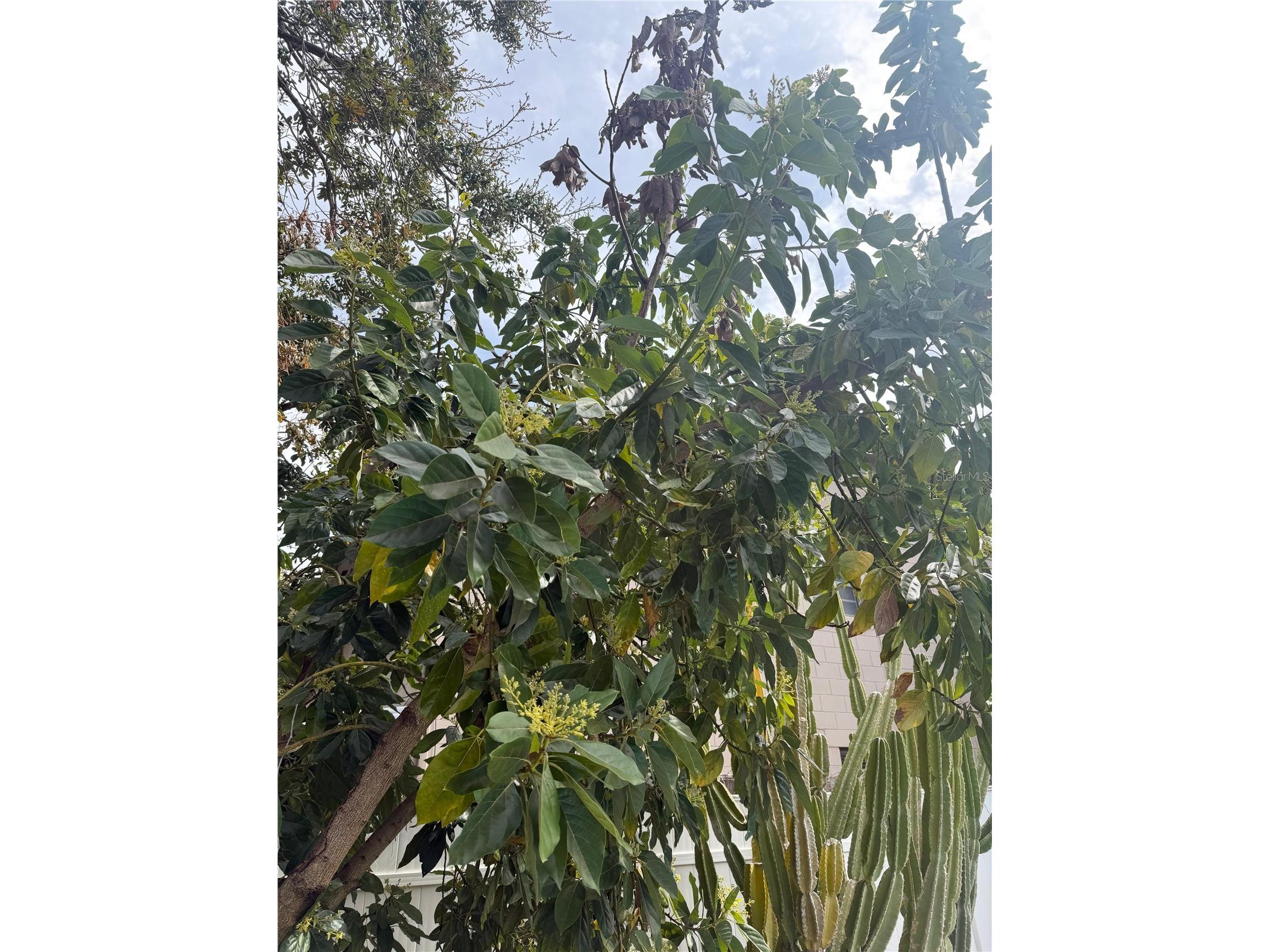 29 E Princeton Street Orlando FL 32804 O6381827 image20