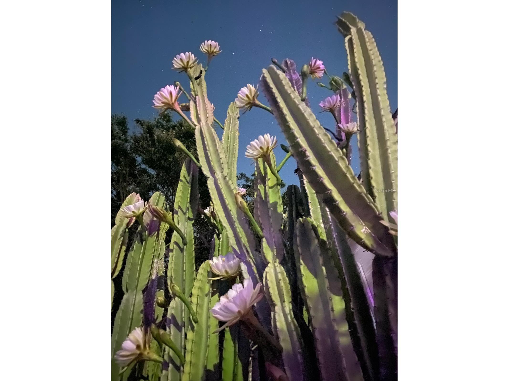 29 E Princeton Street Orlando FL 32804 O6381827 image22