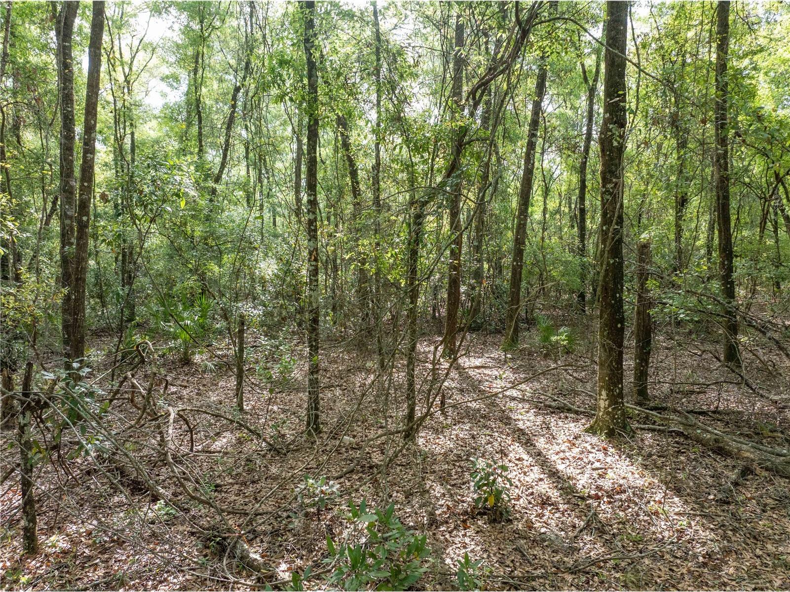 290 SW Rattlesnake Glen Fort White FL 32038 GC539754 image20