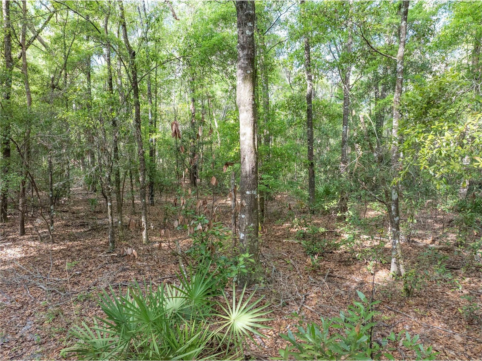290 SW Rattlesnake Glen Fort White FL 32038 GC539754 image21