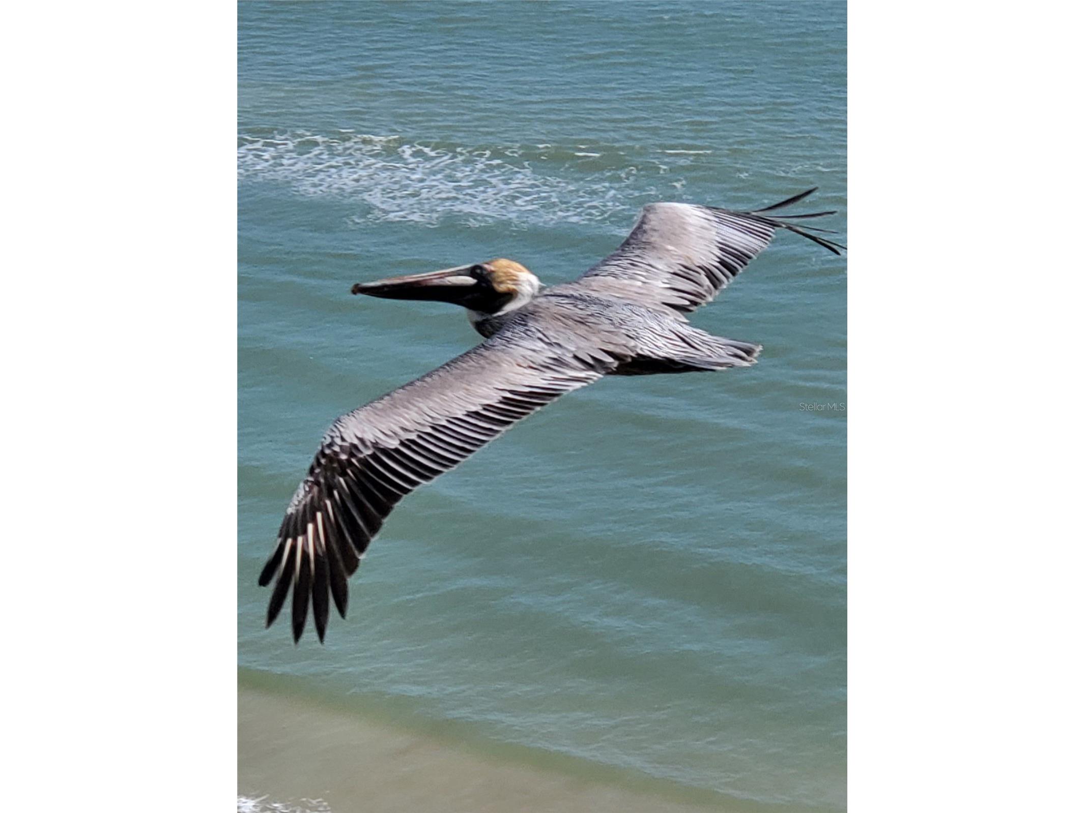 2900 N Atlantic Avenue #1501 Daytona Beach FL 32118 V4948611 image62
