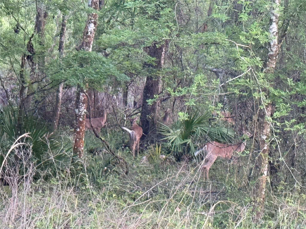 29002 River Run Road Branford FL 32008 - SANTA FE GC534086 image40