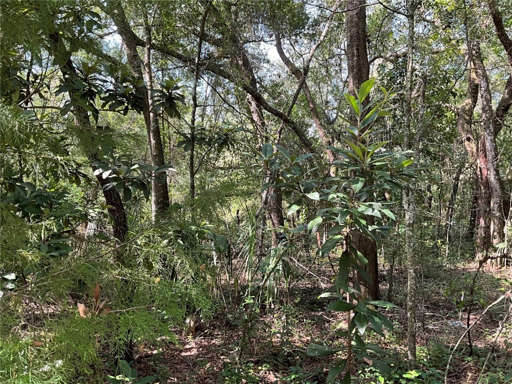 2911 Van Buren Street Inverness FL 34453 TB8413293 image3