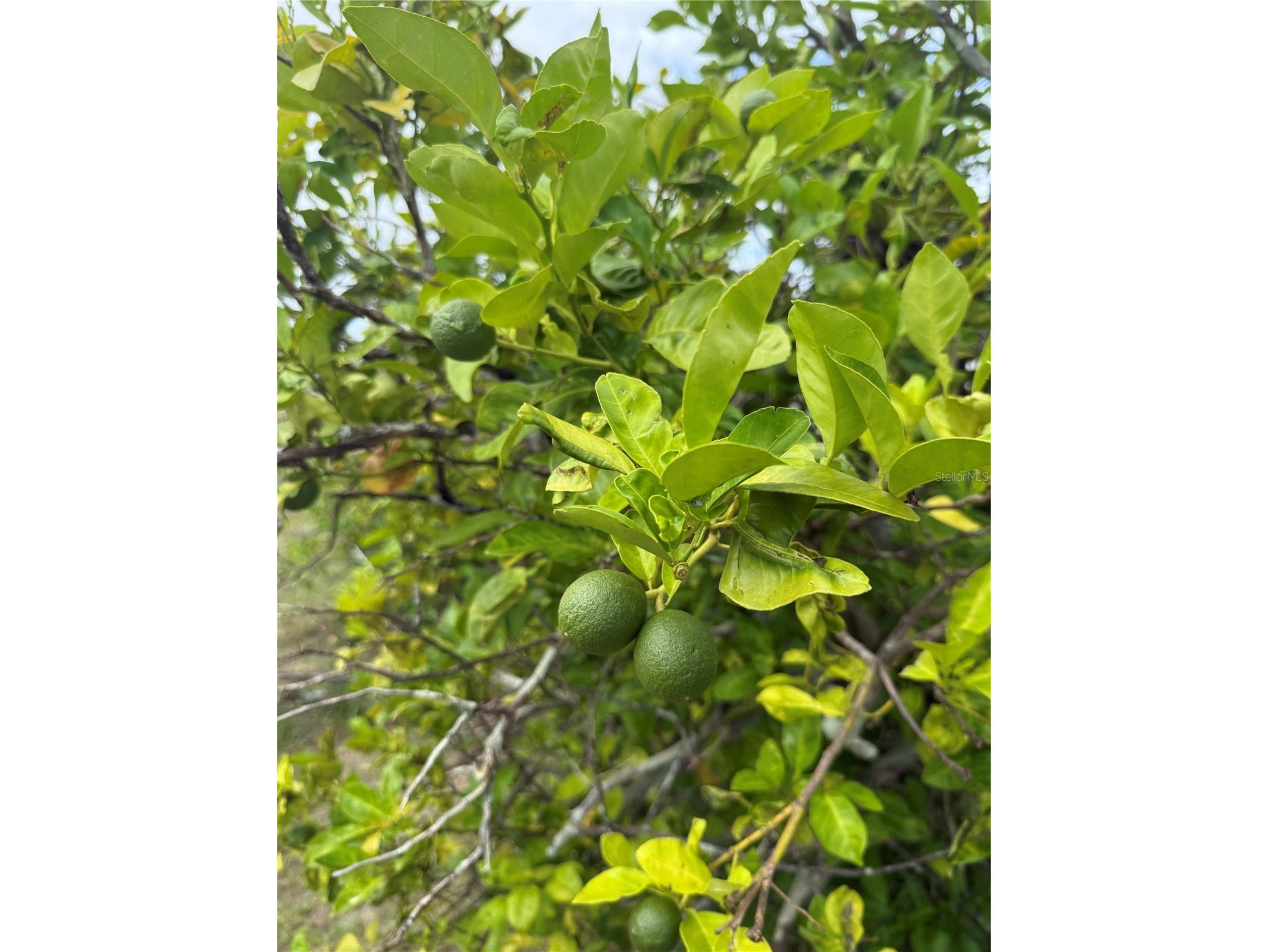 29156 Crawford Avenue Punta Gorda FL 33982 C7526886 image18