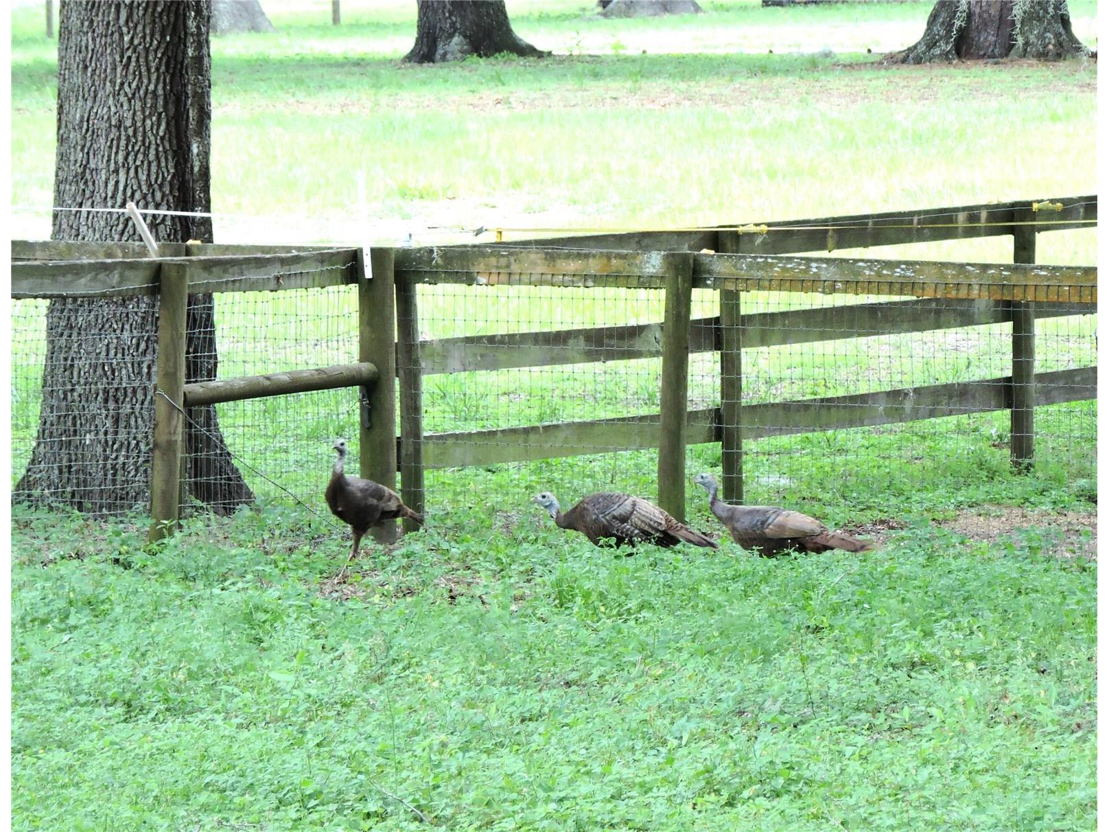 29248 Wildlife Lane Brooksville FL 34602 W7887043 image31