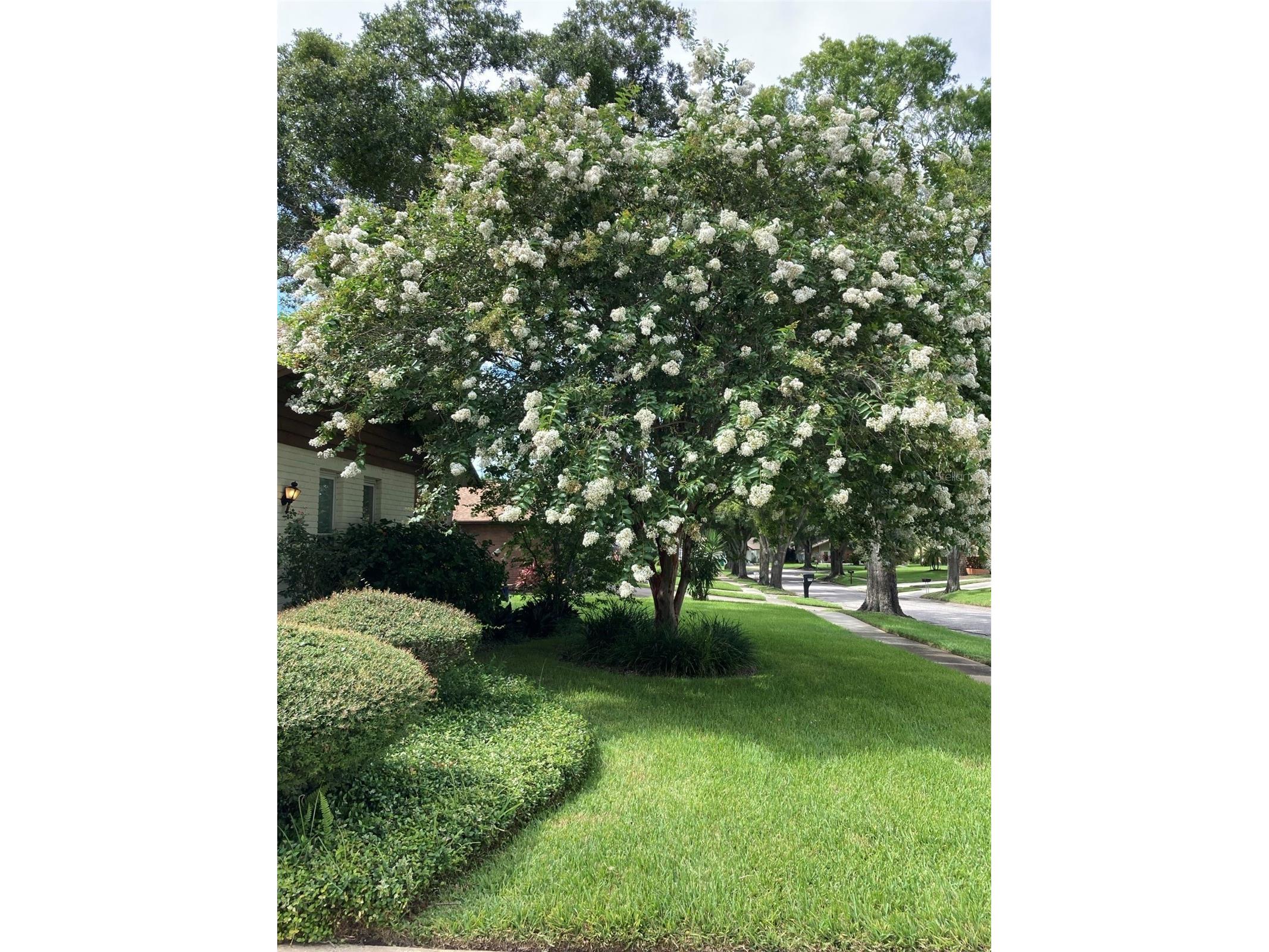 2938 Macalpin Drive W Palm Harbor FL 34684 - LAKE TARPON TB8491531 image3