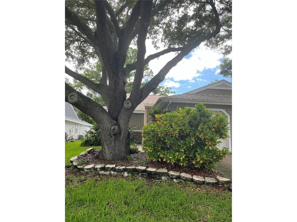 294 Ixora Drive #294 Palm Harbor FL 34684 U8249390 image1