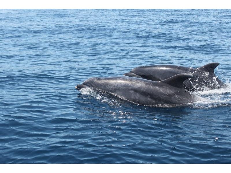 295 E Ariel Road Oak Hill FL 32759 O6273576 image48