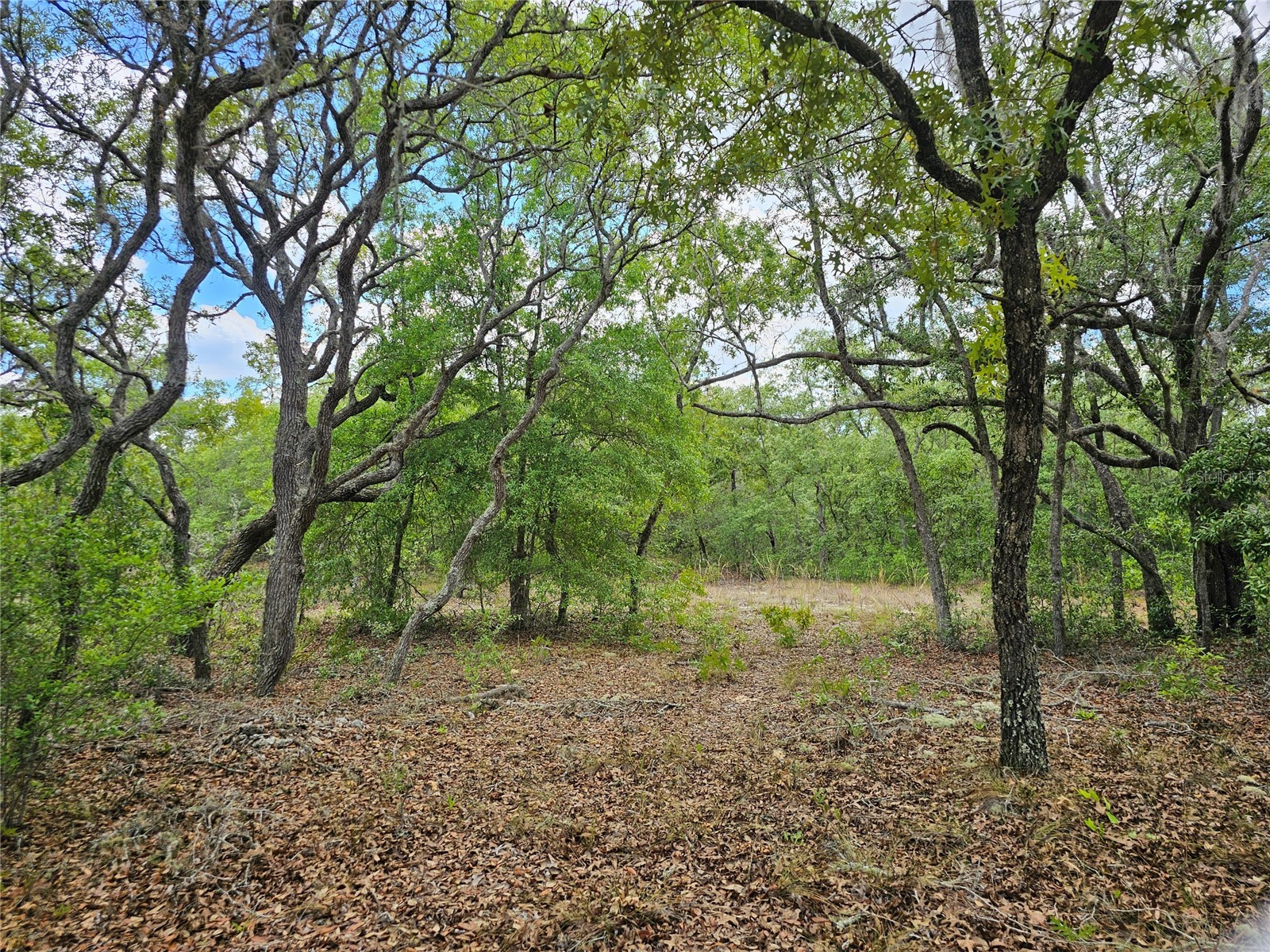 2950 W Pompano Lane Dunnellon FL 34433 W7885363 image11