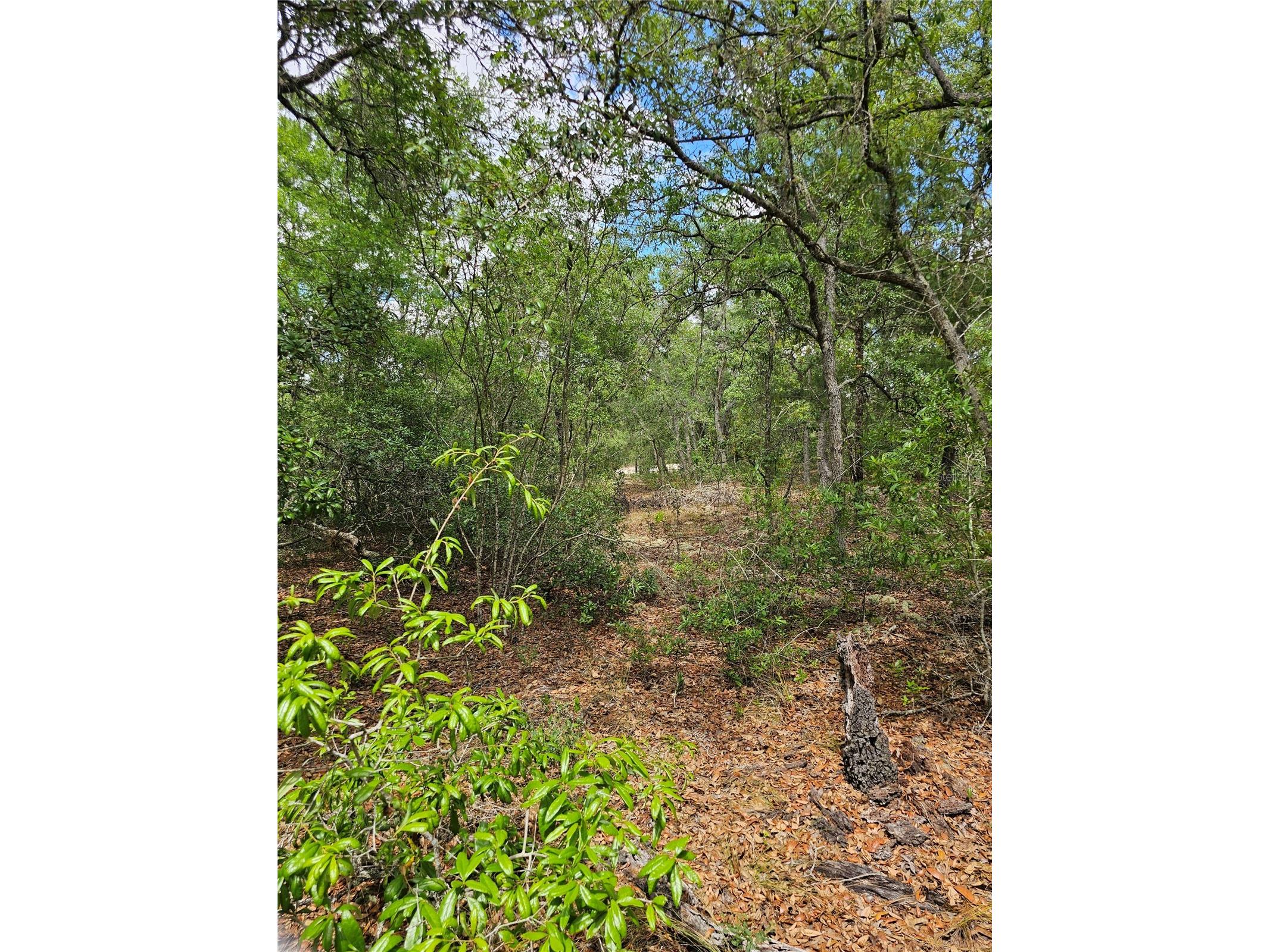 2950 W Pompano Lane Dunnellon FL 34433 W7885363 image12