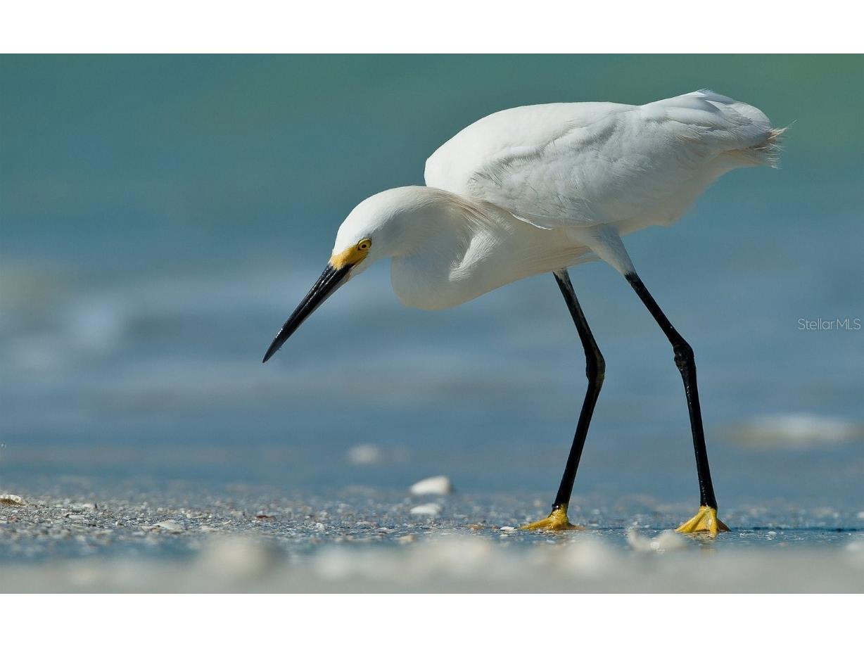 2955 N Beach Road #C123 Englewood FL 34223 - LEMON BAY & GULF OF MEXICO D6144662 image45