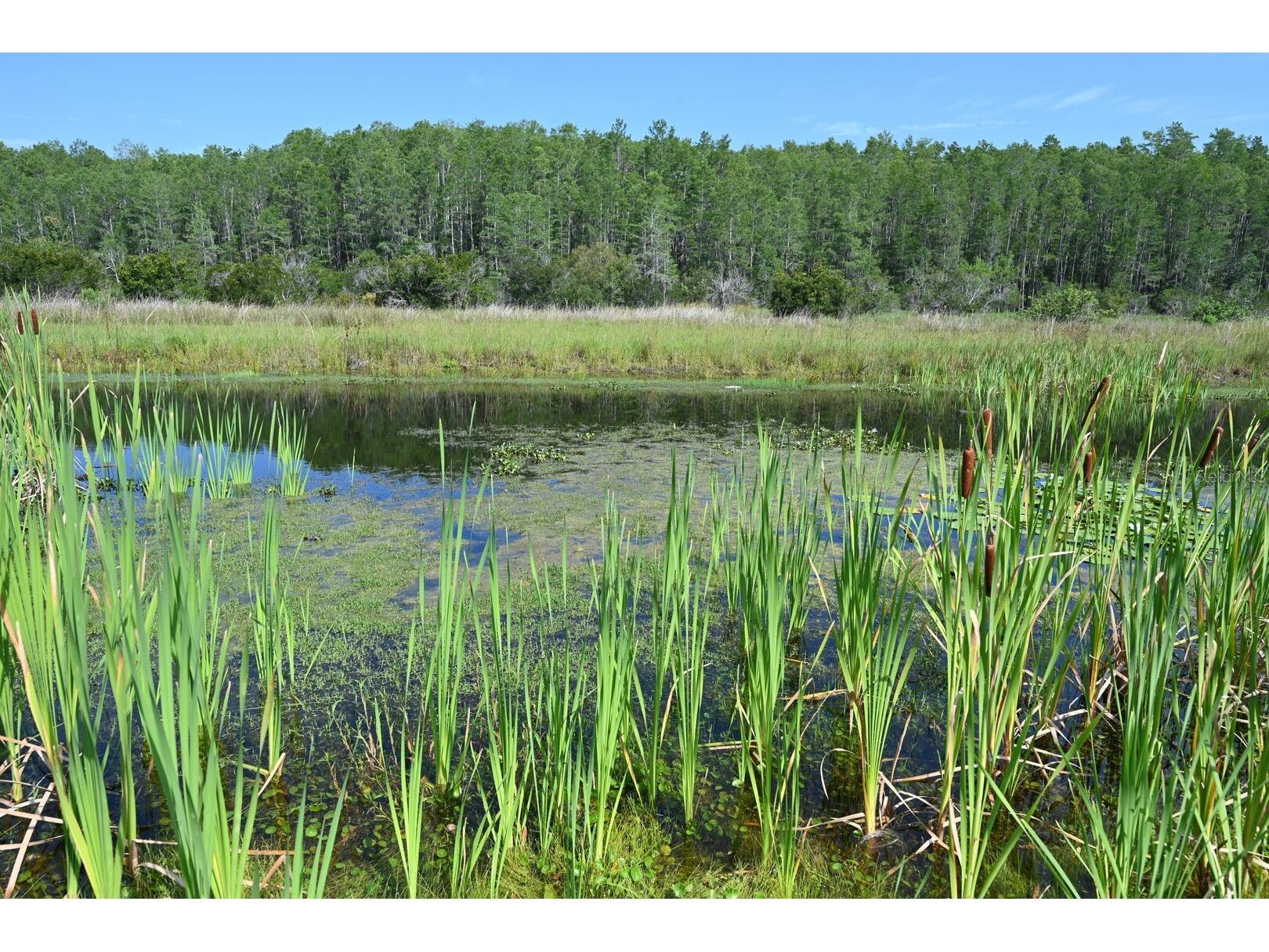 2956 Penelope Loop Kissimmee FL 34746 O6370455 image89