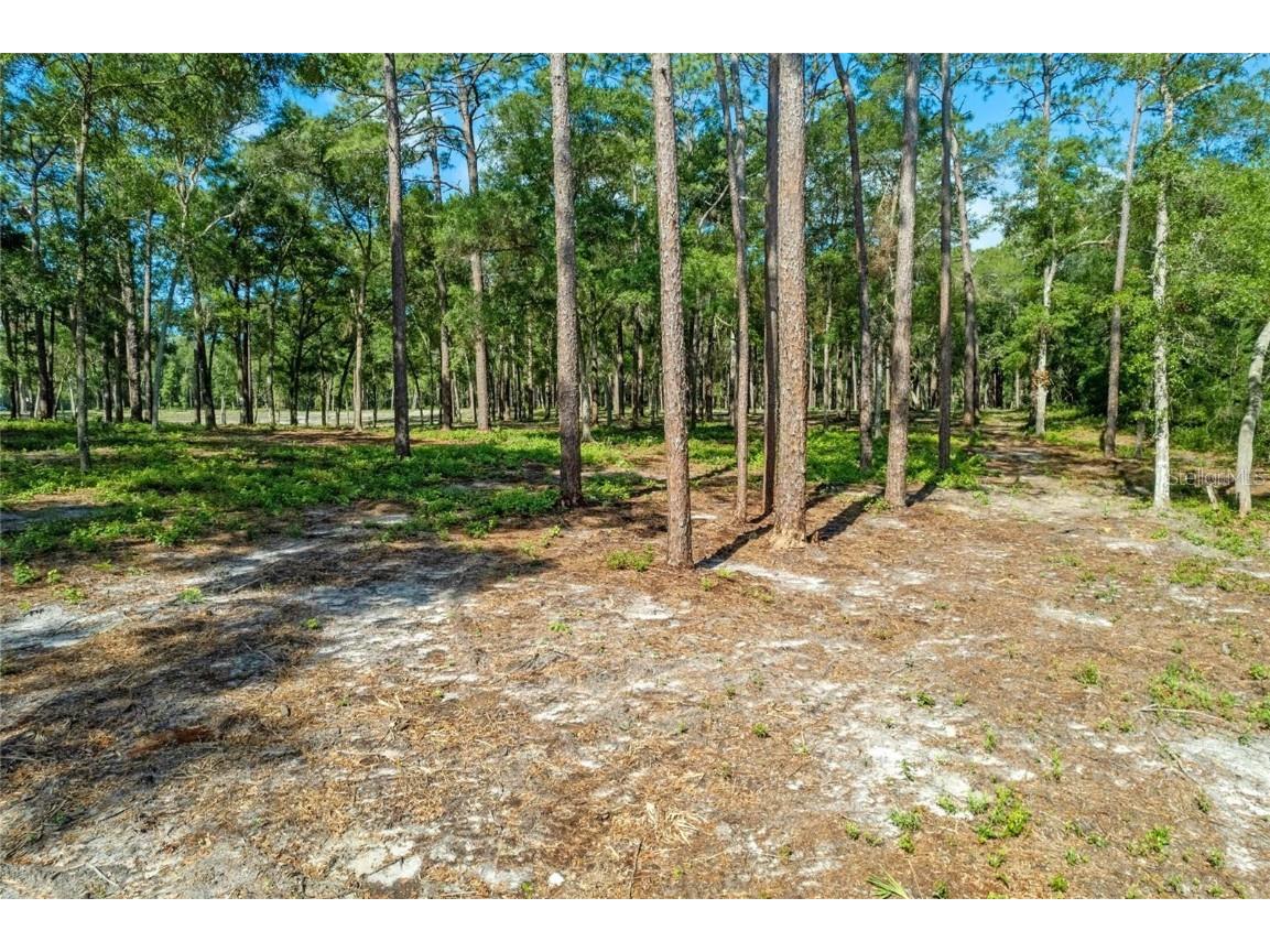 29901 State Road 44 Eustis FL 32736 O6296455 image4