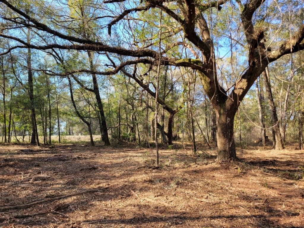 3.57ac NE 315 Highway #32 Fort Mc Coy FL 32134 OM702945 image1