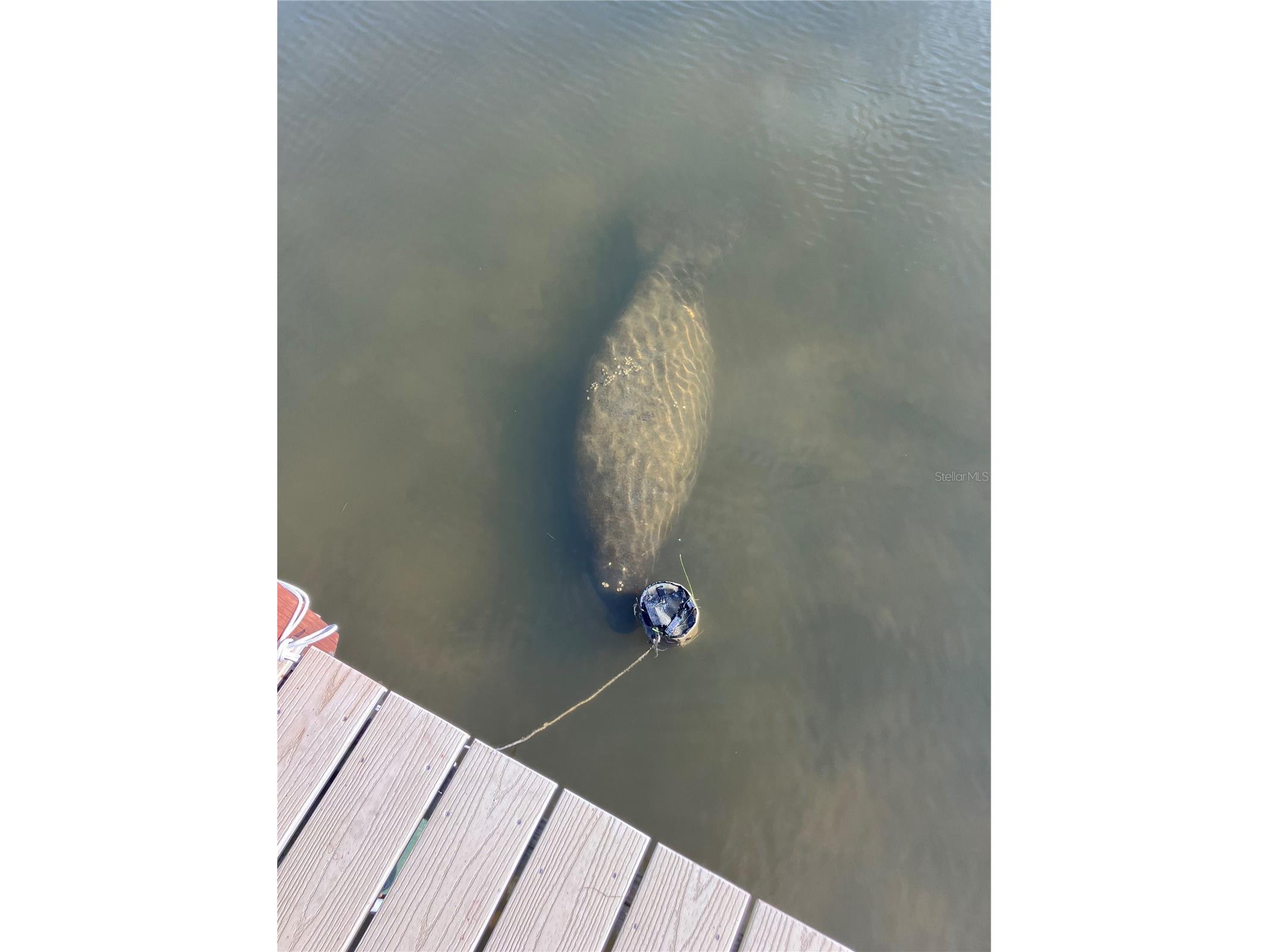 3 Michiana Place Terra Ceia FL 34250 - MIGUEL BAY TAMPA BAY GULF A4690122 image53