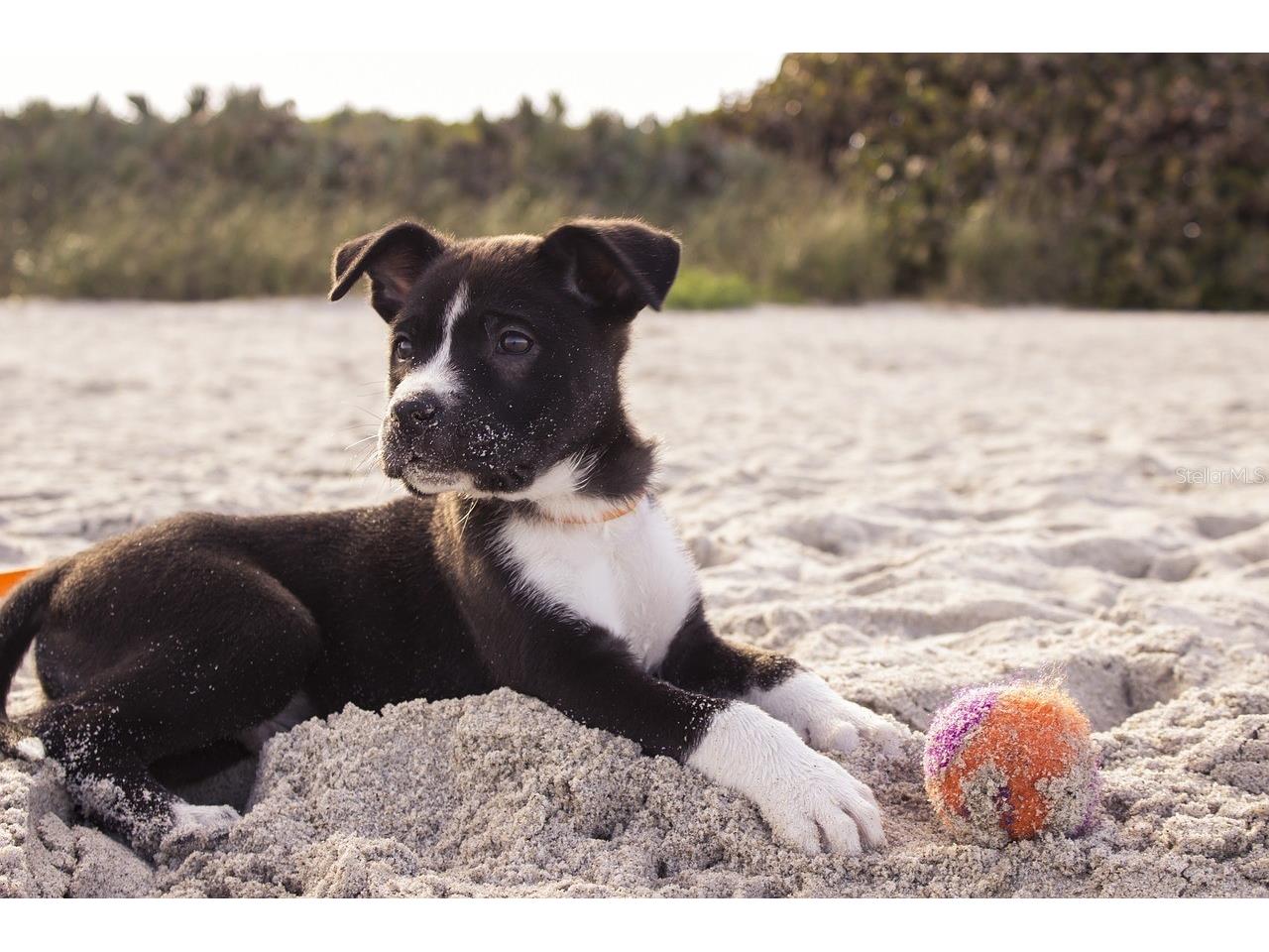 3 Pine Valley Court Rotonda West FL 33947 D6142232 image67