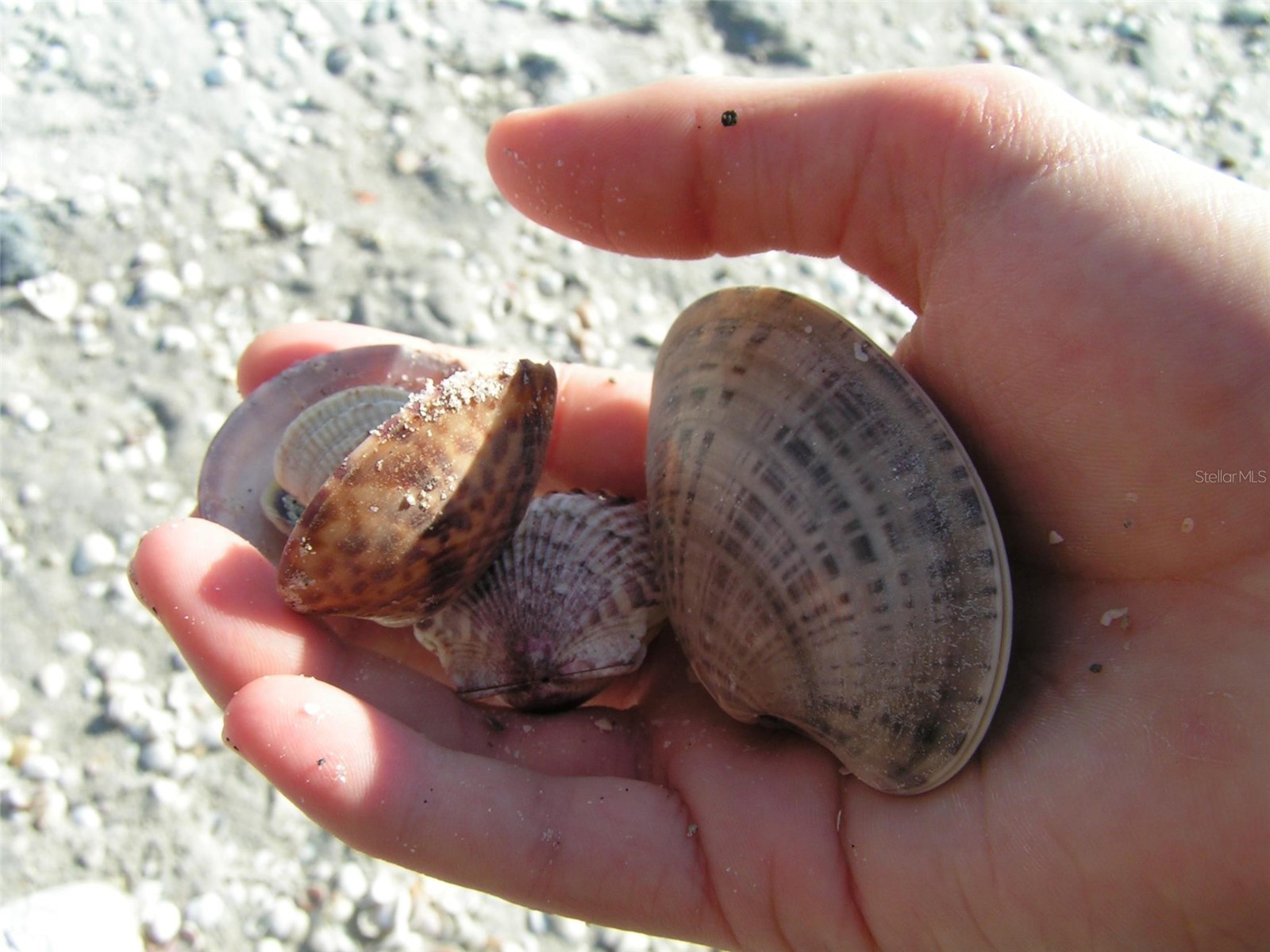 3 Pine Valley Court Rotonda West FL 33947 D6142232 image75