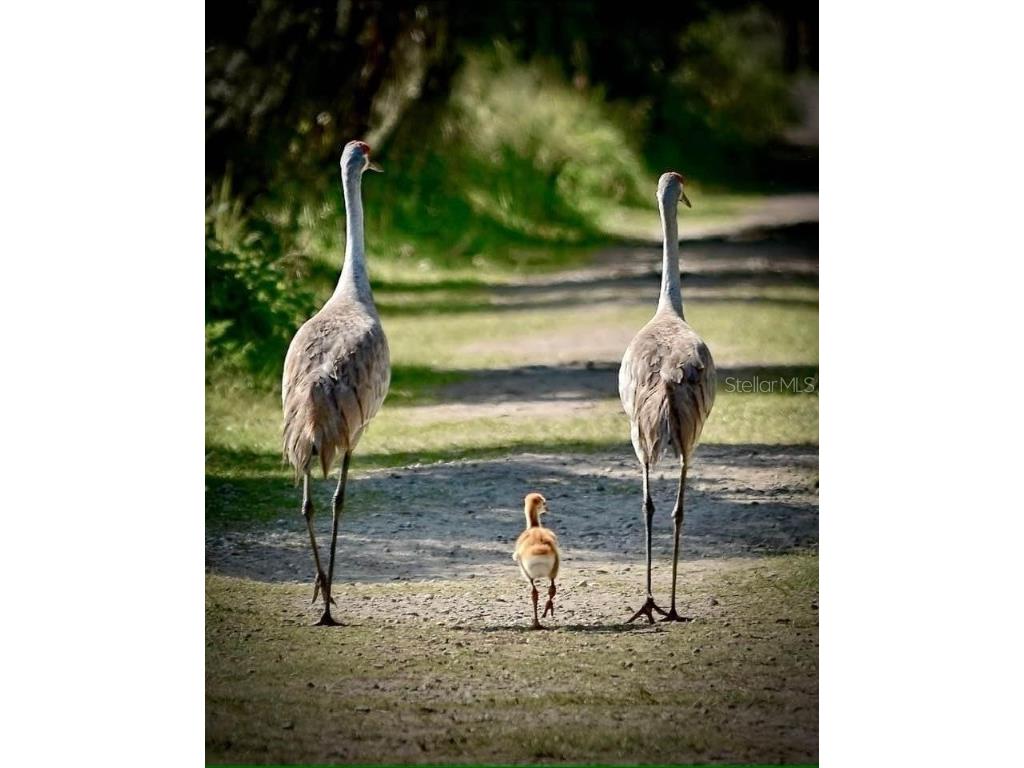 300 Del Sol Avenue Davenport FL 33837 S5133334 image7