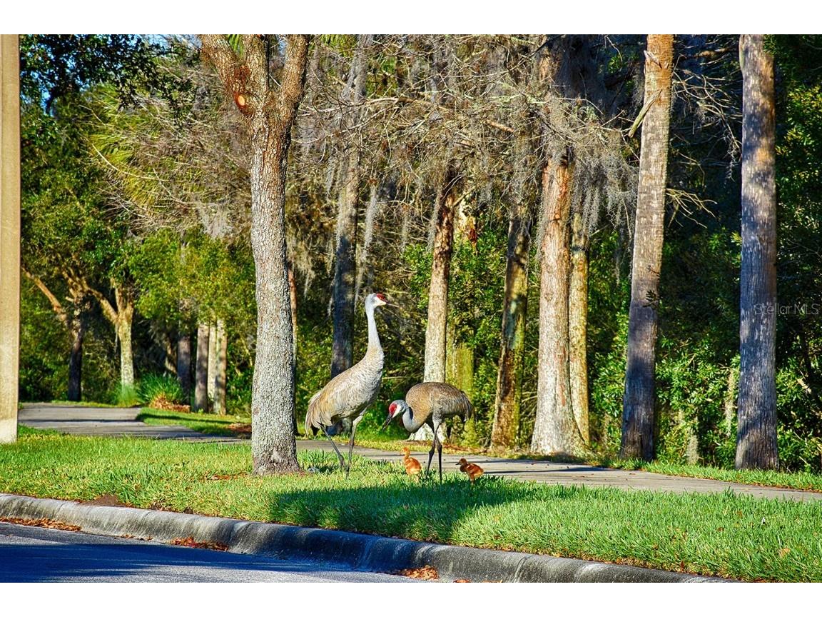 300 Falling Water Drive Poinciana FL 34759 S5123200 image78