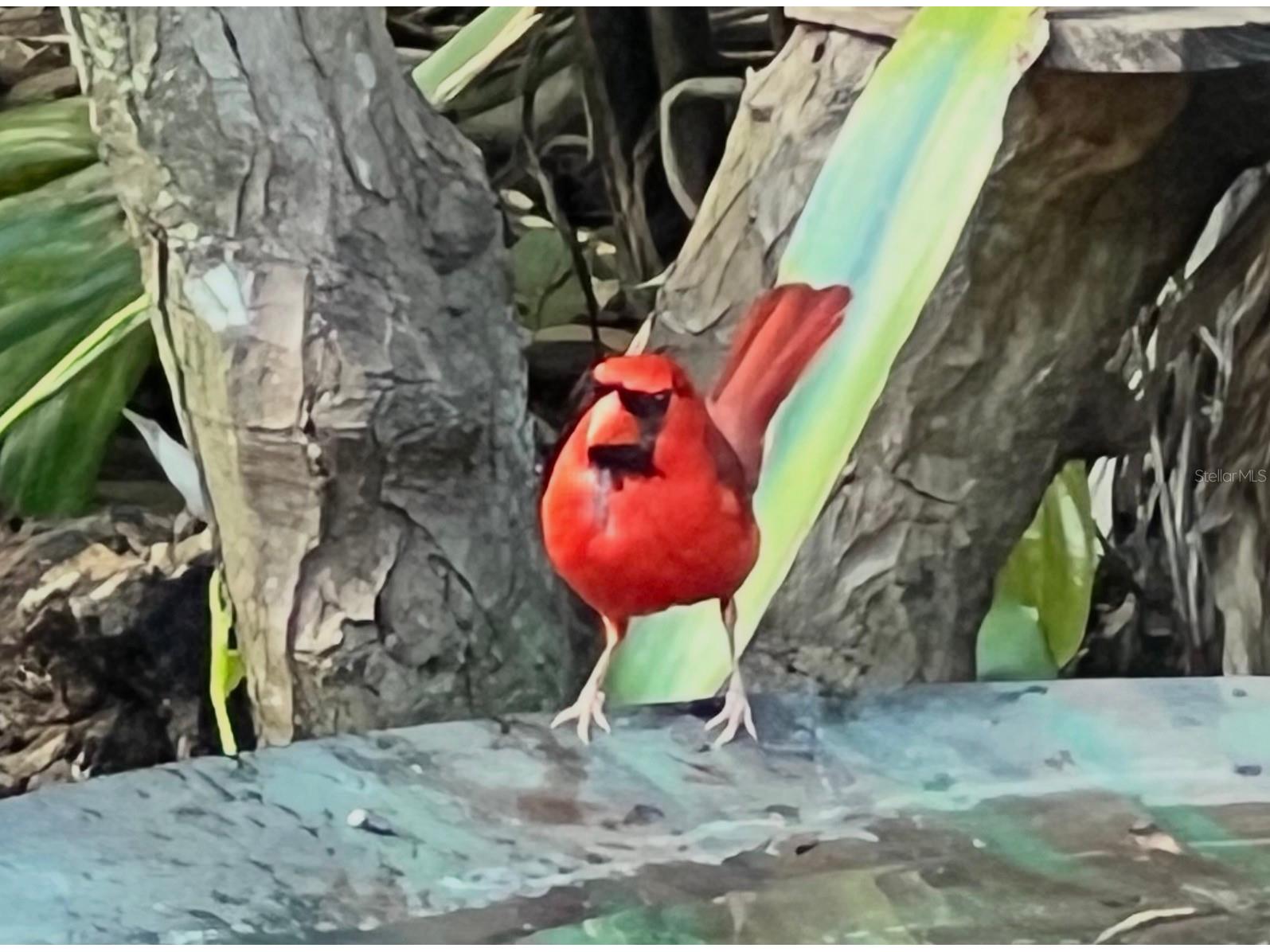 300 Pinecrest Road Mount Dora FL 32757 G5115340 image72