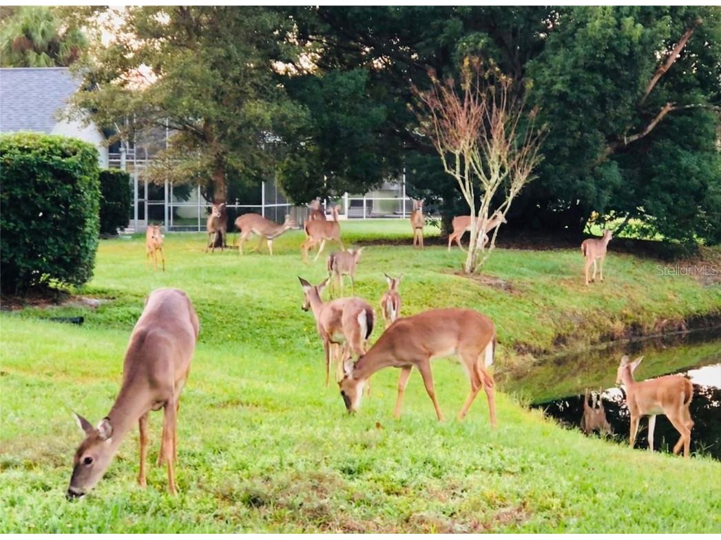 300 Sweetwater Bay Court Longwood FL 32779 O6364757 image25