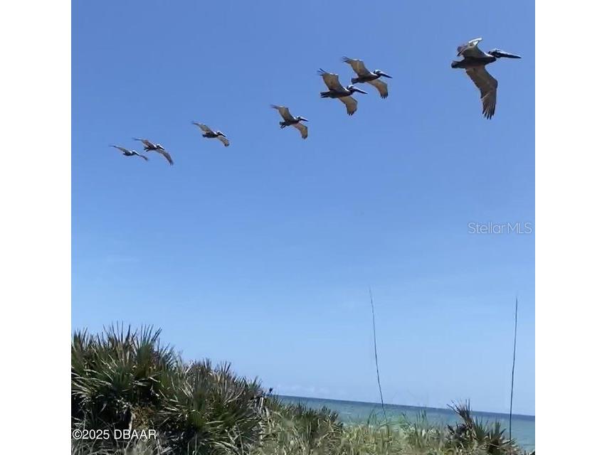 3000 Ocean Shore Boulevard #150 Ormond Beach FL 32176 - ATLANTIC OCEAN FC309520 image13