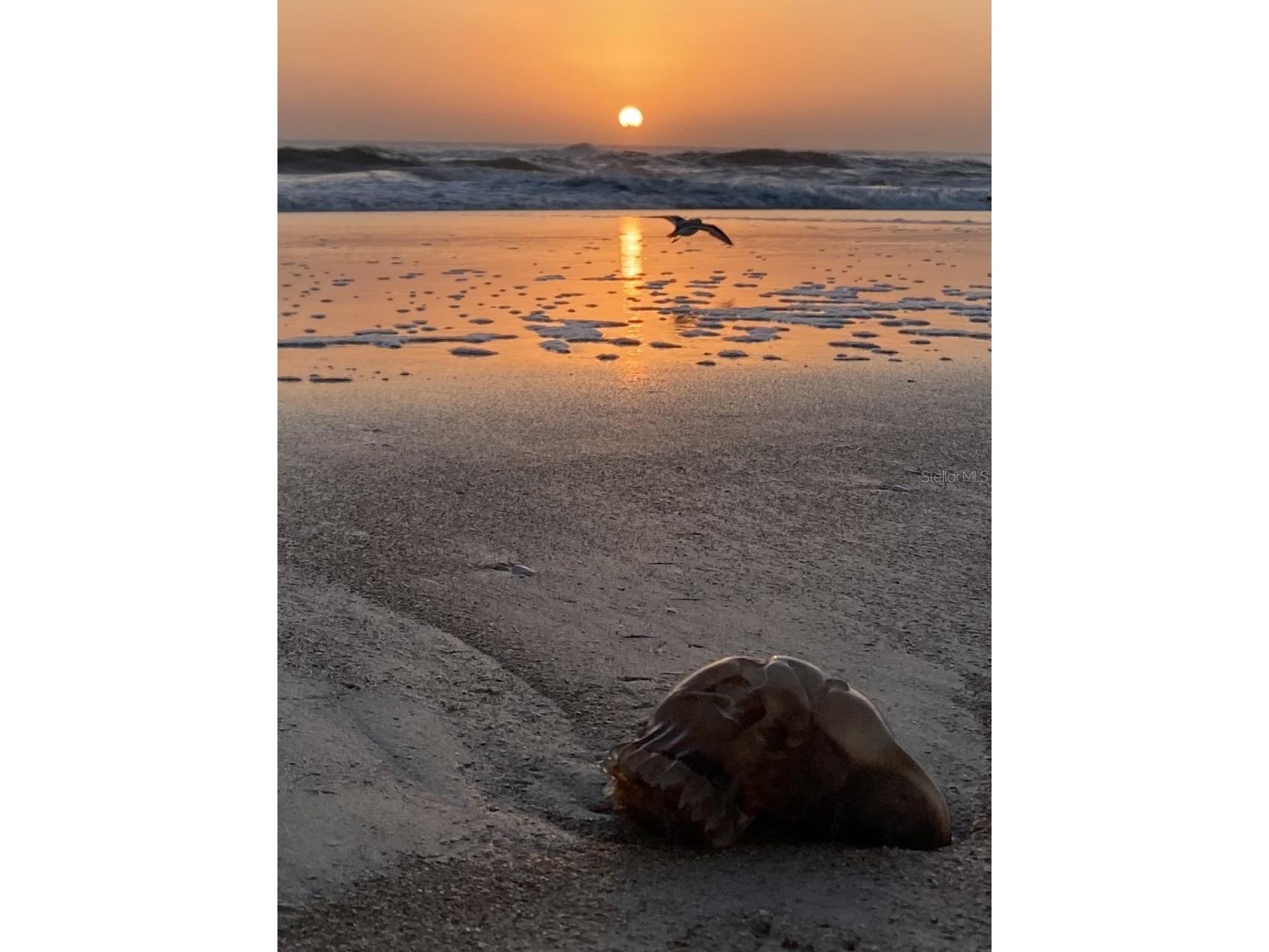 3000 Ocean Shore Boulevard #150 Ormond Beach FL 32176 FC317729 image32