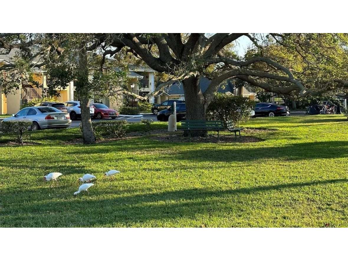 3001 58th Avenue S #603 Saint Petersburg FL 33712 TB8502164 image22