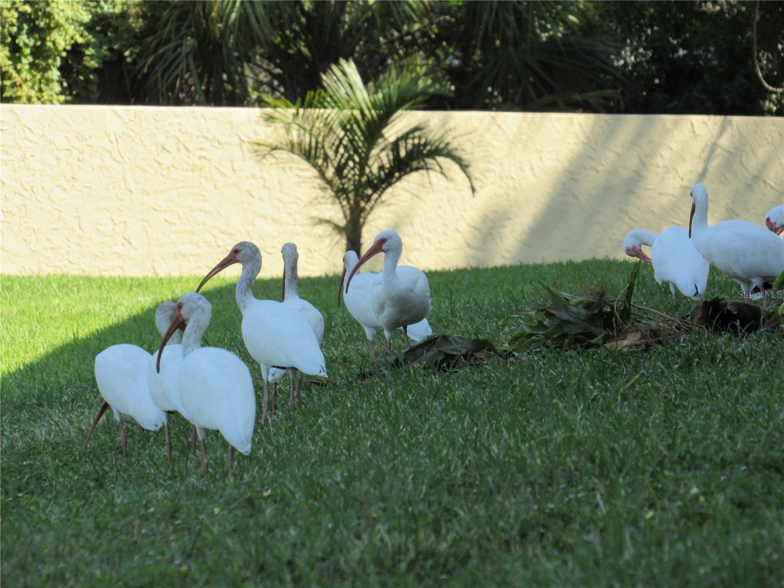 3001 58th Avenue S #610 Saint Petersburg FL 33712 TB8506165 image69
