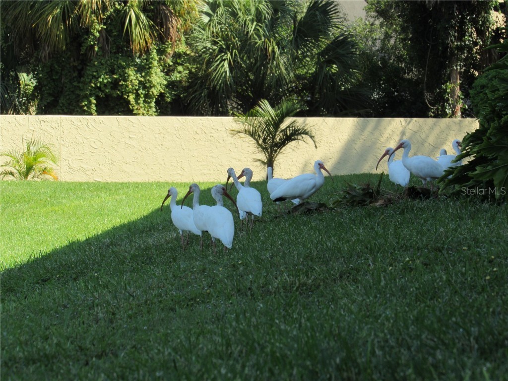 3001 58th Avenue S #904 Saint Petersburg FL 33712 TB8457634 image46