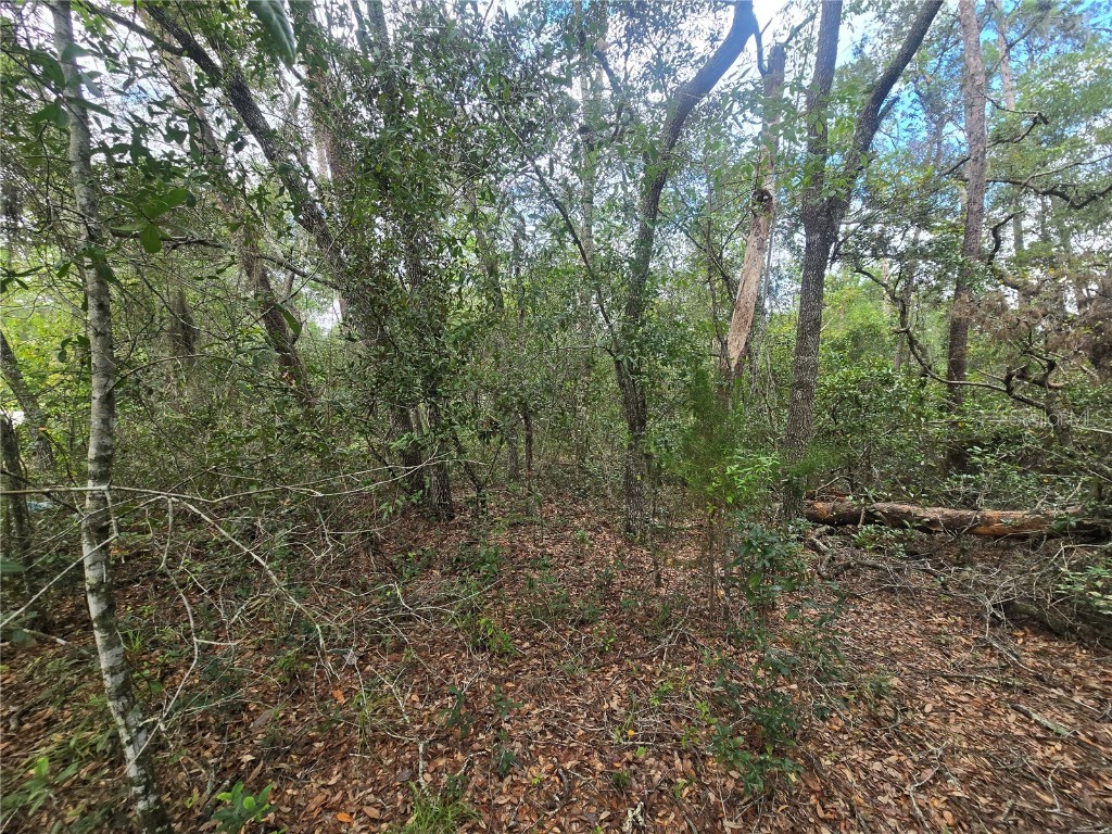 3006 Clearwood Street Inverness FL 34452 OM711241 image5