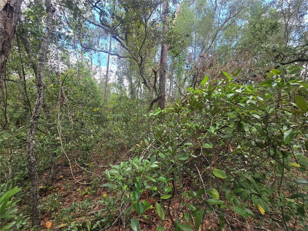 3006 Clearwood Street Inverness FL 34452 OM711241 image7