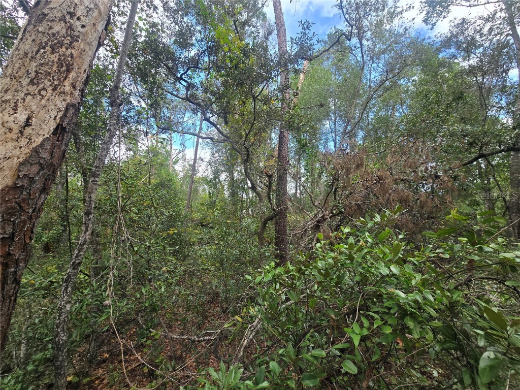 3006 Clearwood Street Inverness FL 34452 OM711241 image8