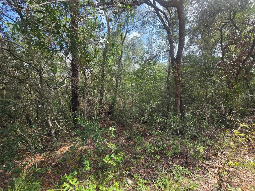 3008 Clearwood Street Inverness FL 34452 OM711244 image8