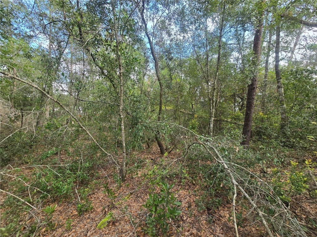 3008 Clearwood Street Inverness FL 34452 OM711244 image9