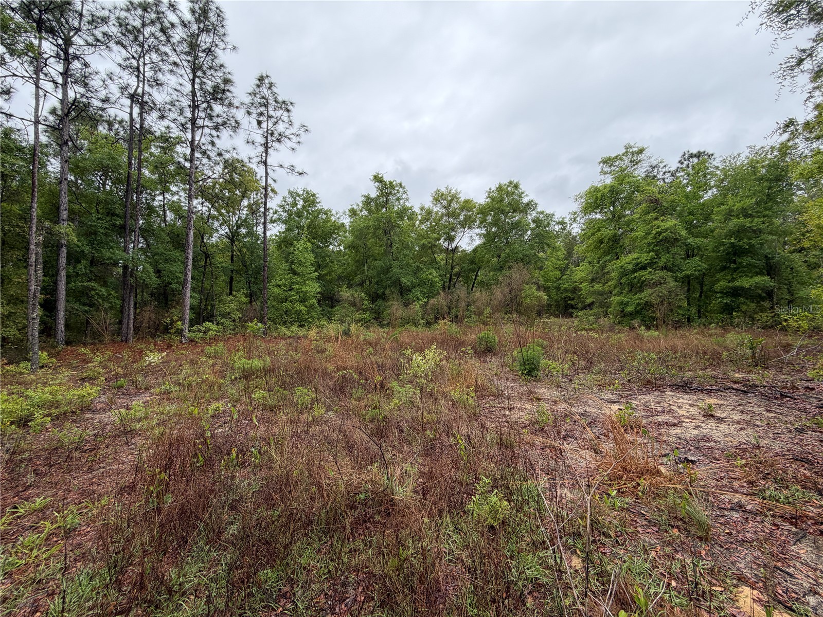 301 Rainbow Drive Hawthorne FL 32640 GC539236 image3