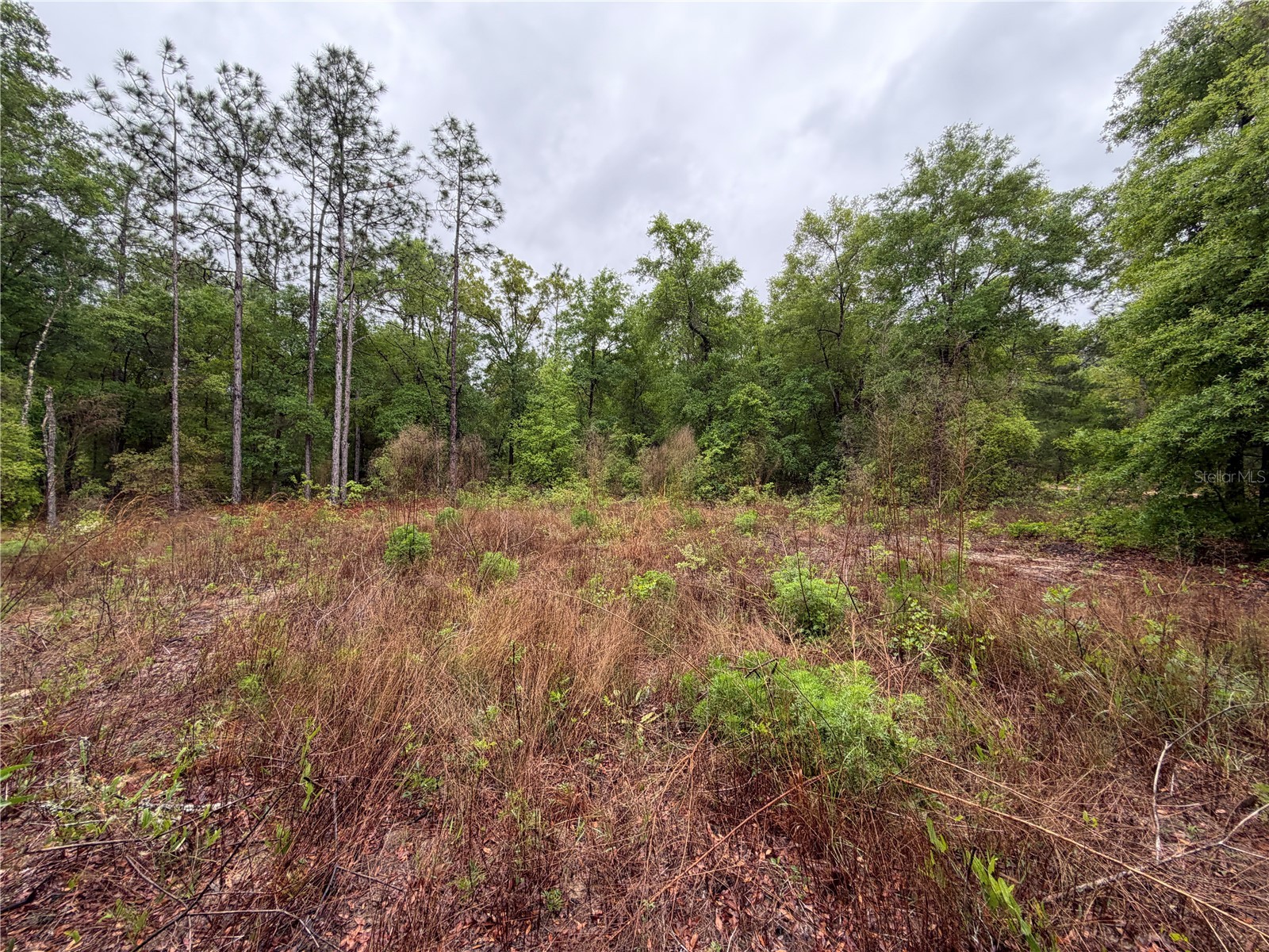 301 Rainbow Drive Hawthorne FL 32640 GC539236 image4