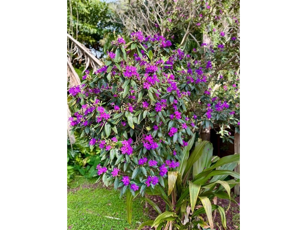 3012 Grand View Avenue Clearwater FL 33759 TB8443337 image38