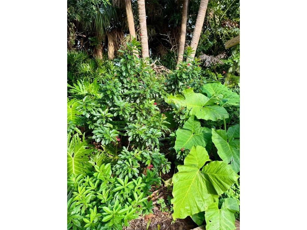 3012 Grand View Avenue Clearwater FL 33759 TB8443337 image39