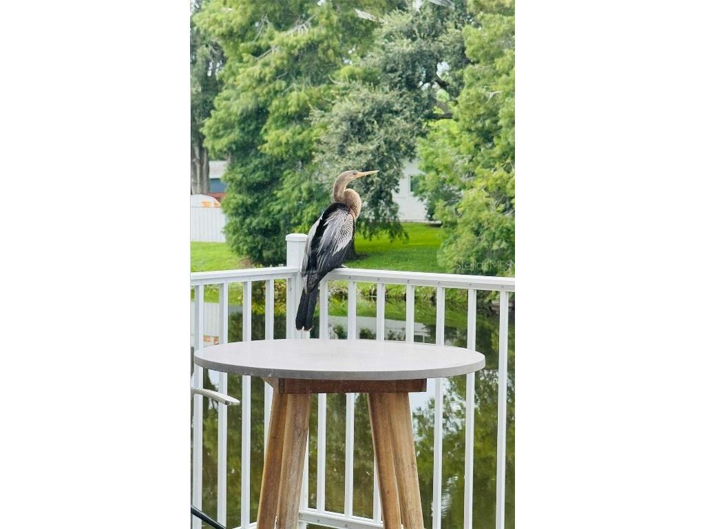 3012 Grand View Avenue Clearwater FL 33759 TB8443337 image42