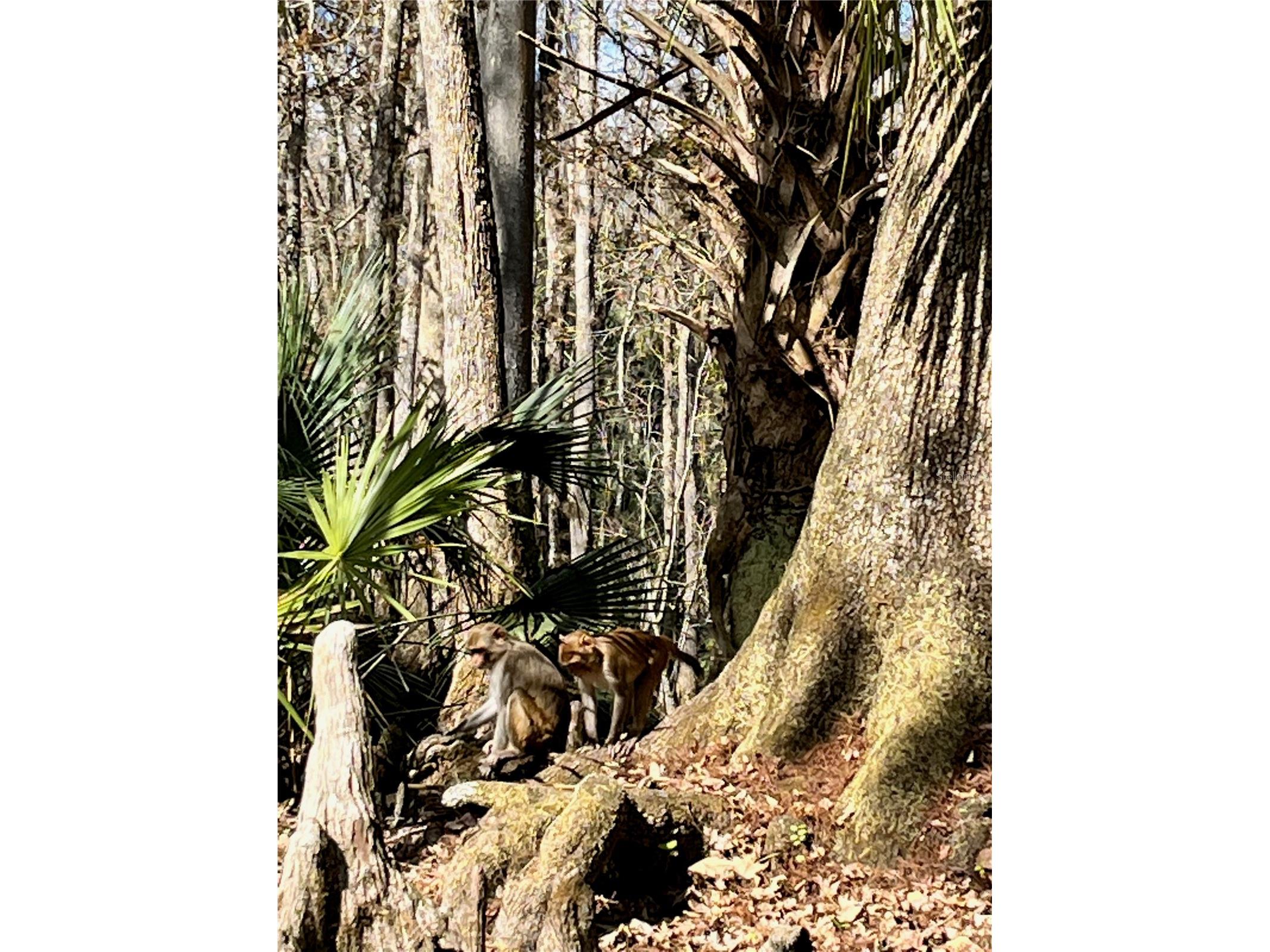 3012 NE 104th Avenue Silver Springs FL 34488 - OCKLAWAHA O6396394 image74