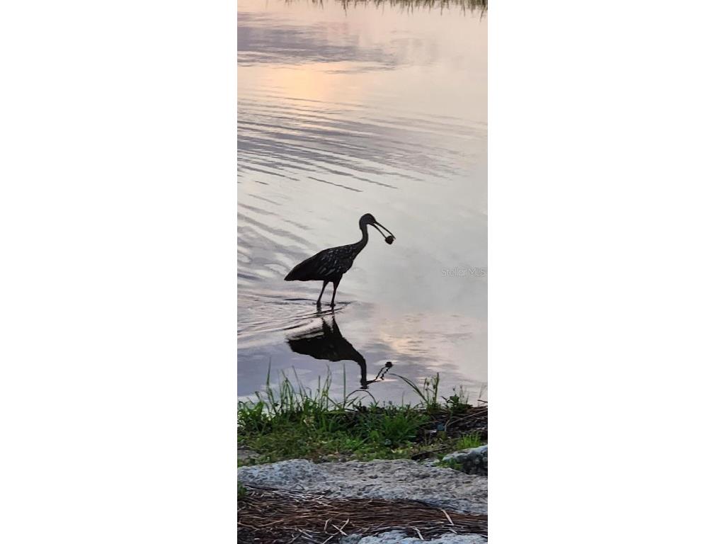 3018 Mark Lane Lake Wales FL 33898 - LAKE ROSALIE P4936597 image56