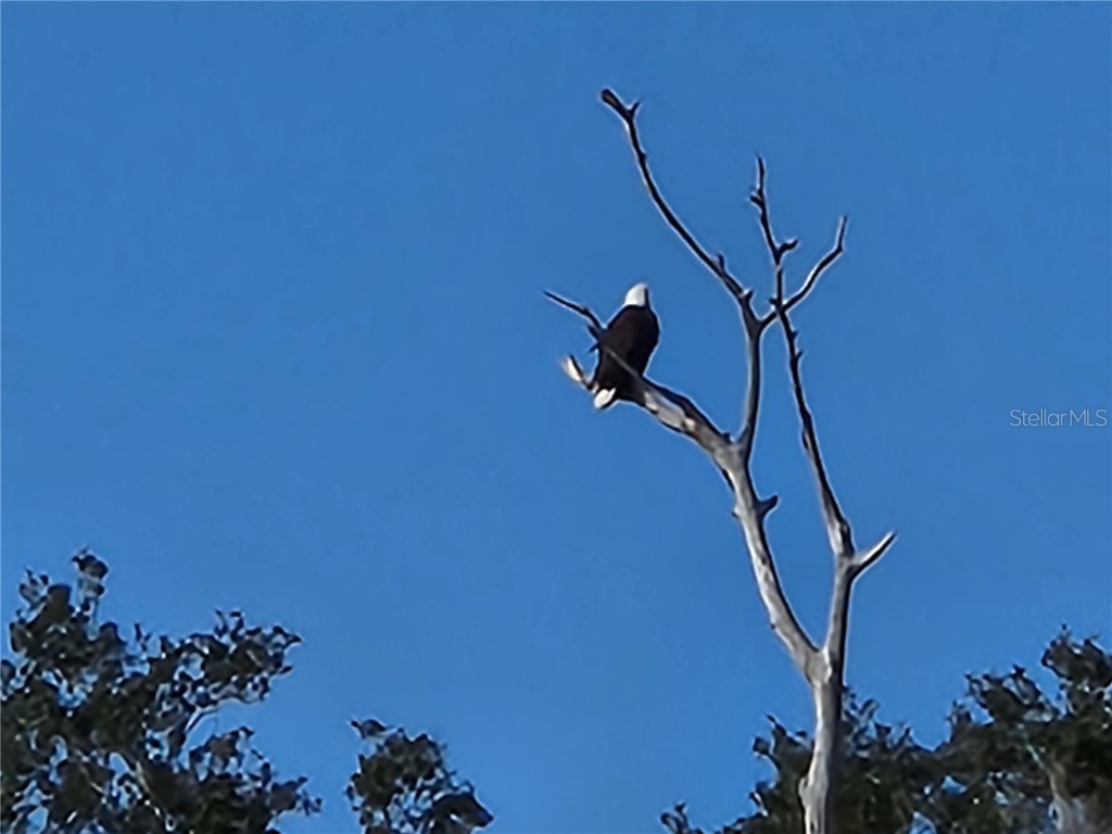 3018 Mark Lane Lake Wales FL 33898 - LAKE ROSALIE P4936597 image57