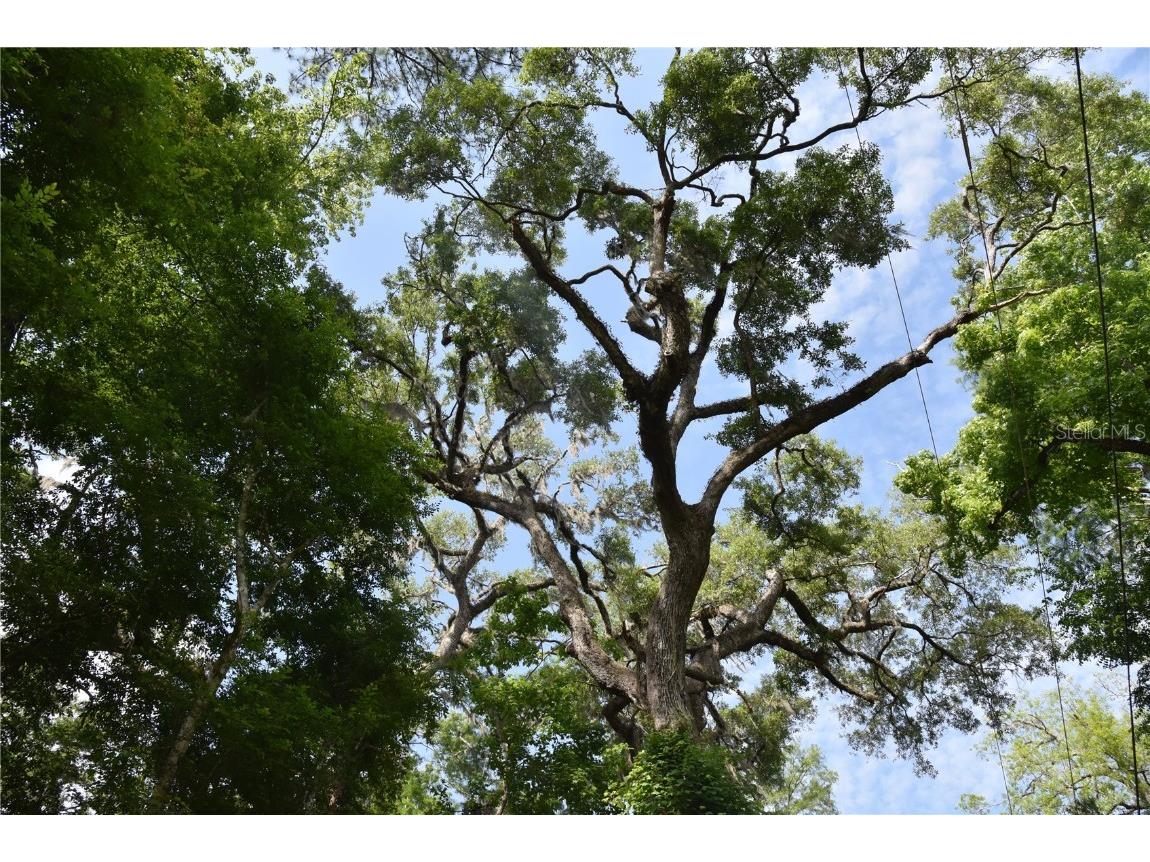 3019 NE 709th Avenue Old Town FL 32680 OM700493 image34