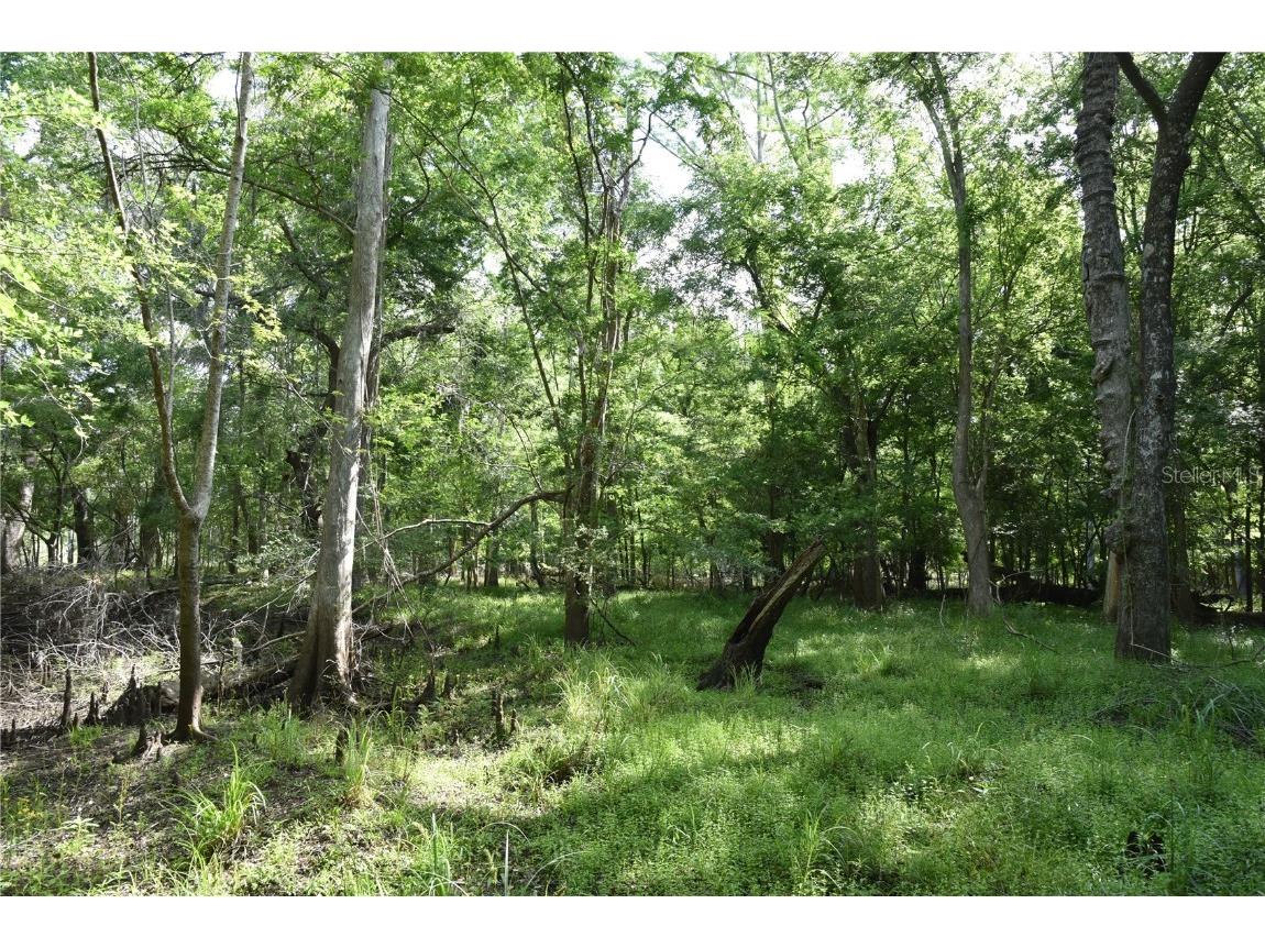 3019 NE 709th Avenue Old Town FL 32680 OM700493 image37