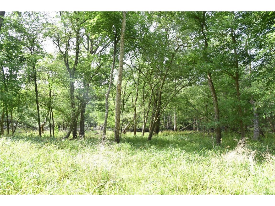 3019 NE 709th Avenue Old Town FL 32680 OM700493 image39